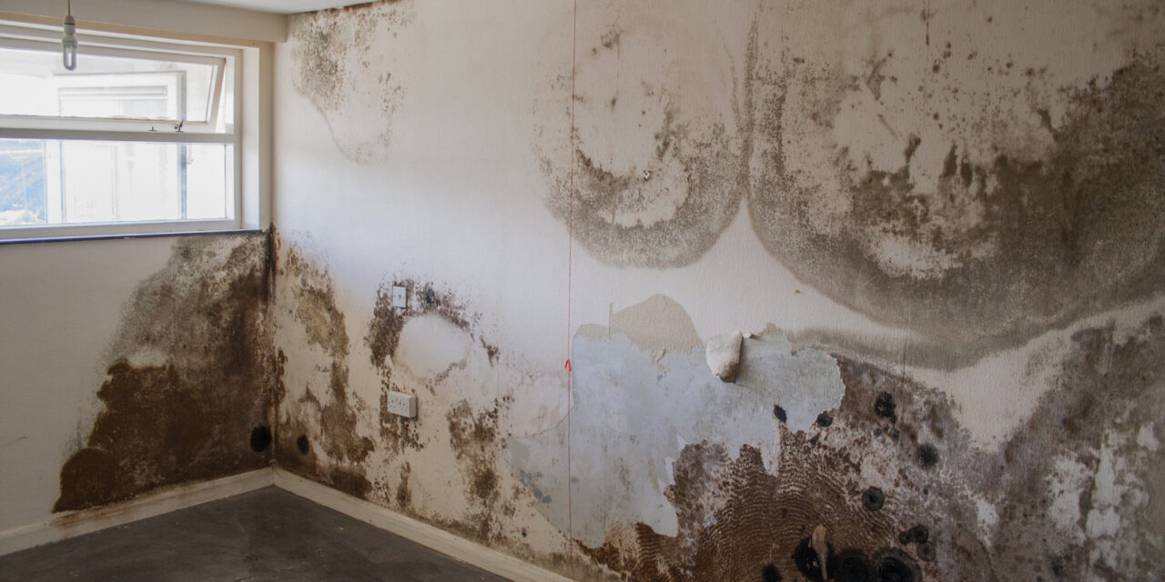 Gove issues update on damp and mould in social housing